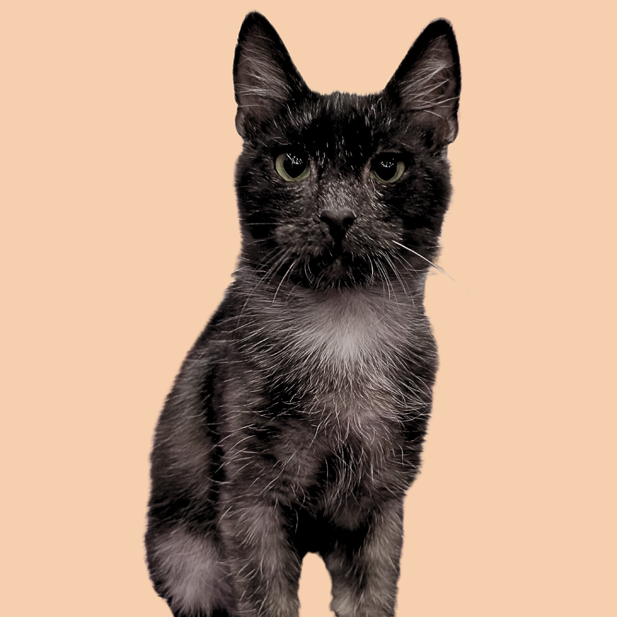 Casper Carpathian Dream*SK